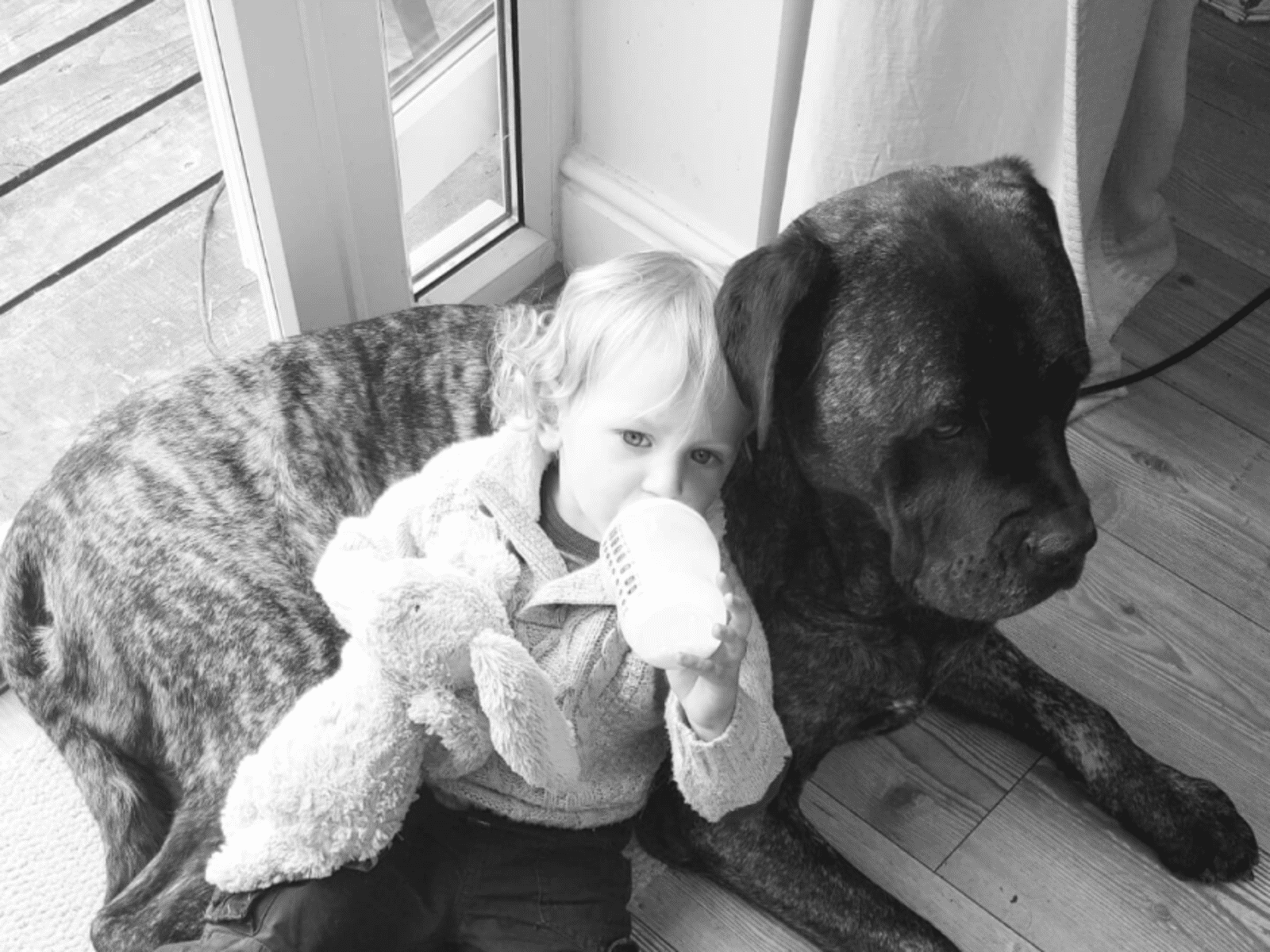Housesitting assignment in Southampton, United Kingdom