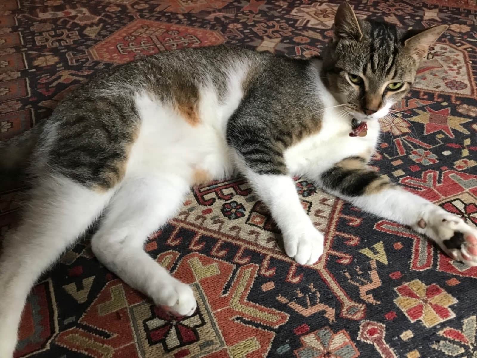 Housesitting assignment in Bondi Beach, New South Wales, Australia