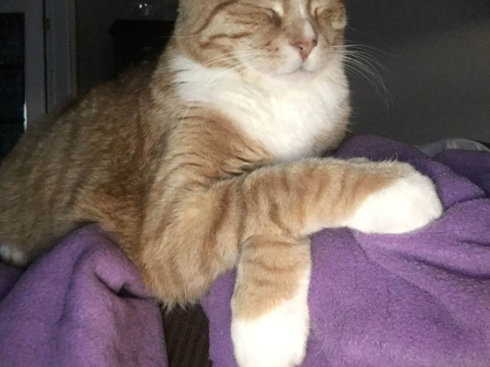 Housesitting assignment in Welland, Ontario, Canada