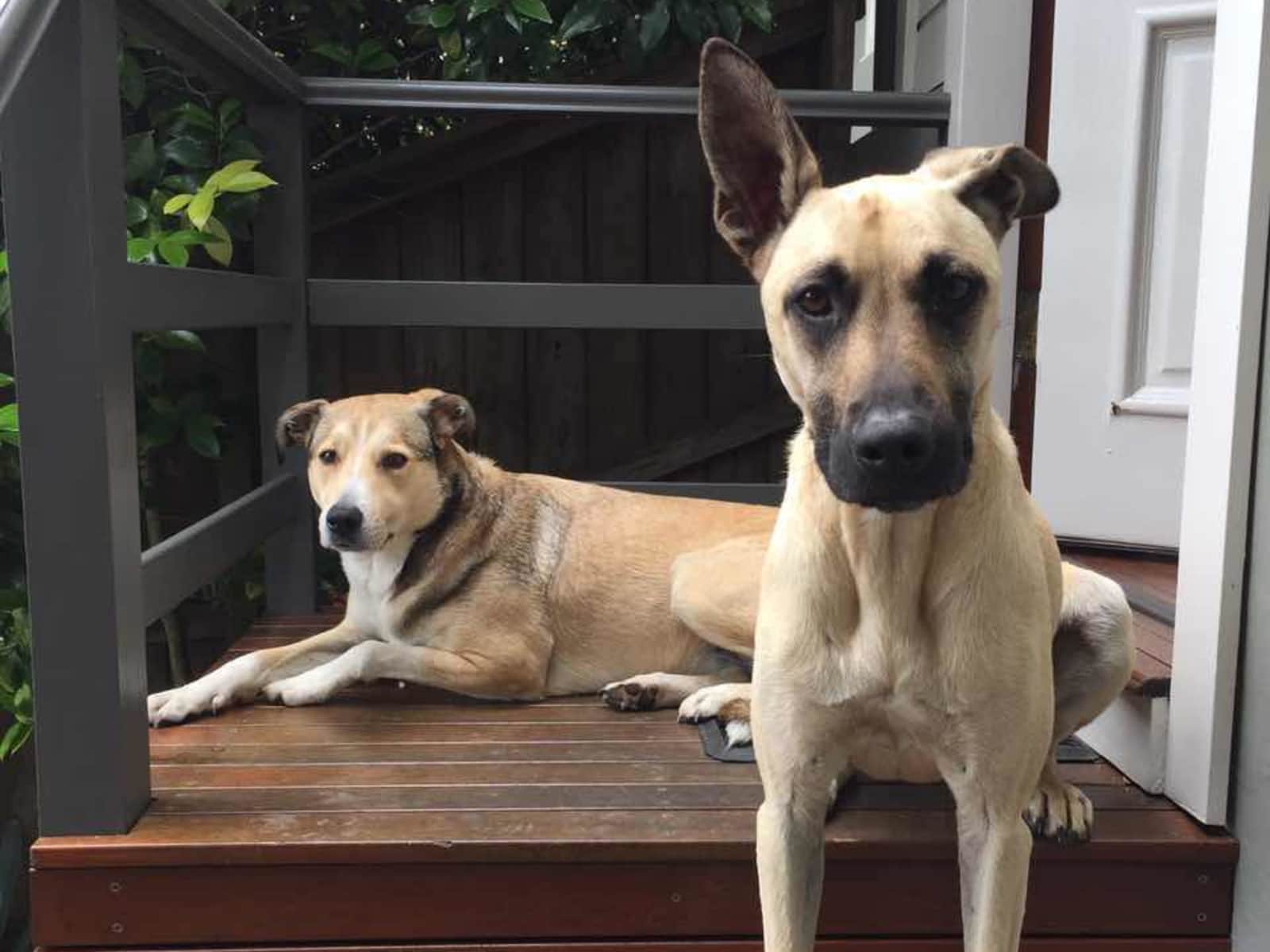 Housesitting assignment in Beecroft, New South Wales, Australia