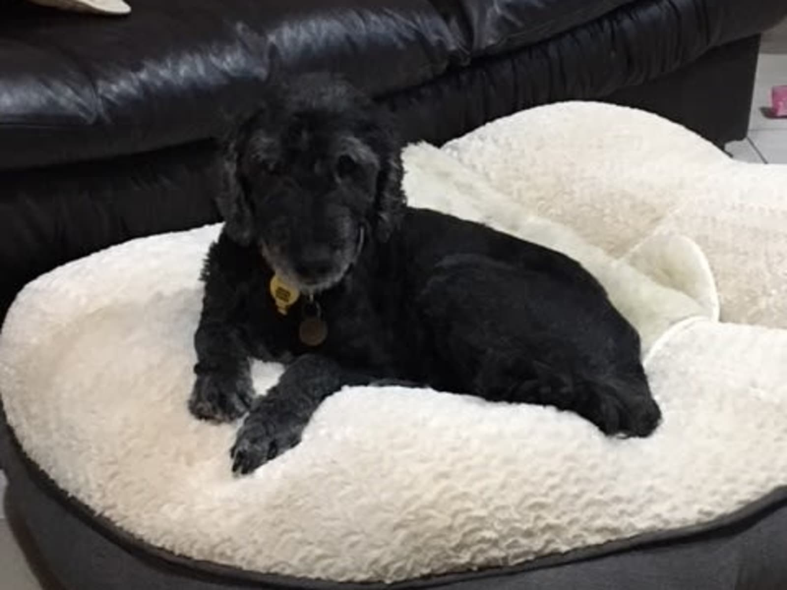 Housesitting assignment in Bordertown, South Australia, Australia