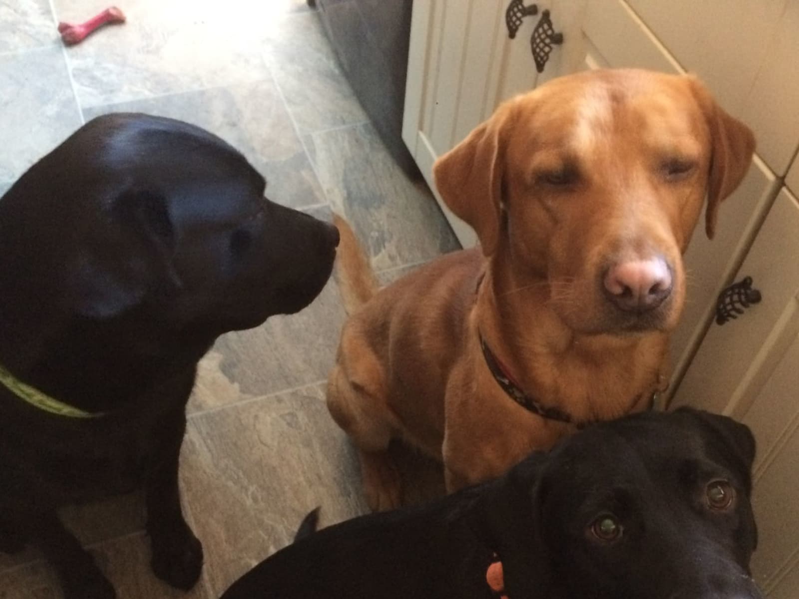 Housesitting assignment in Sheffield, United Kingdom