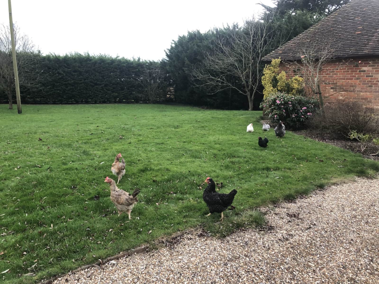 Housesitting assignment in Tenterden, United Kingdom