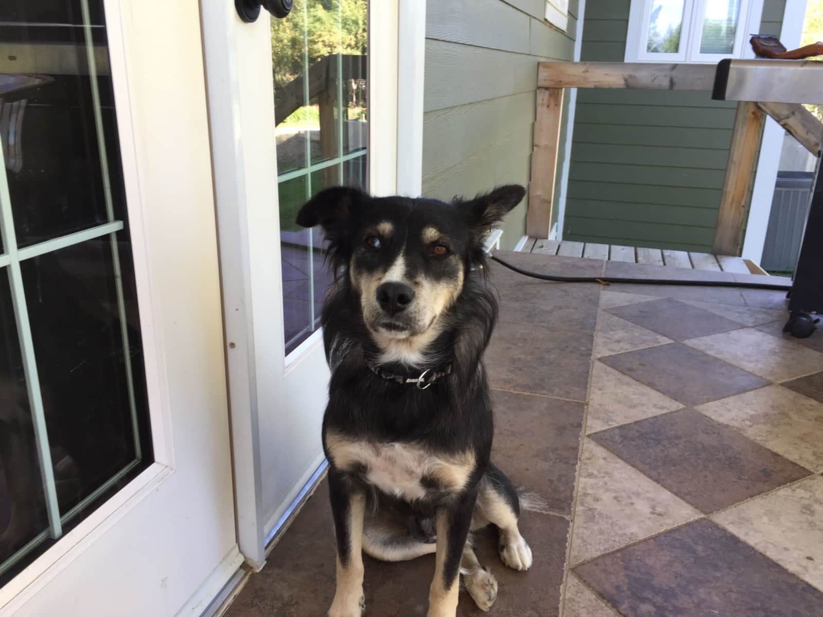 Housesitting assignment in Radway, Alberta, Canada