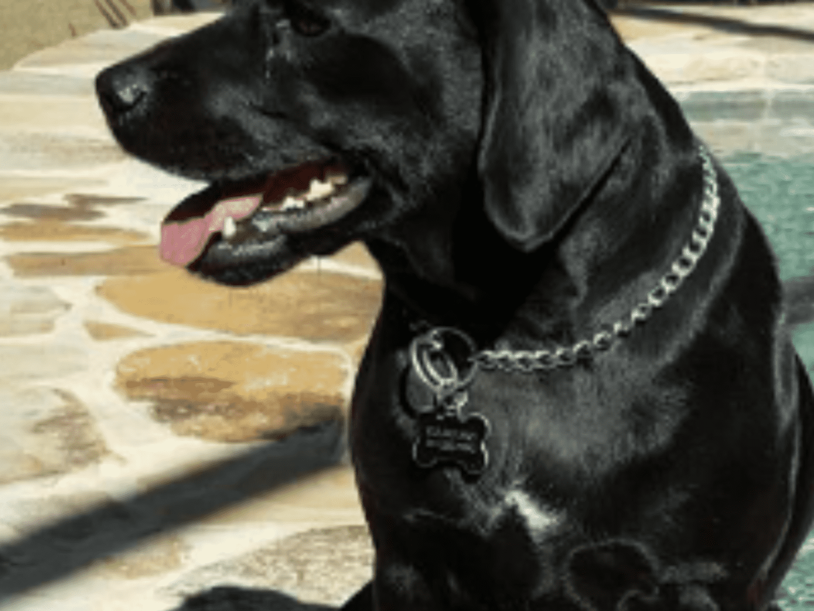Housesitting assignment in Prescott, Arizona, United States
