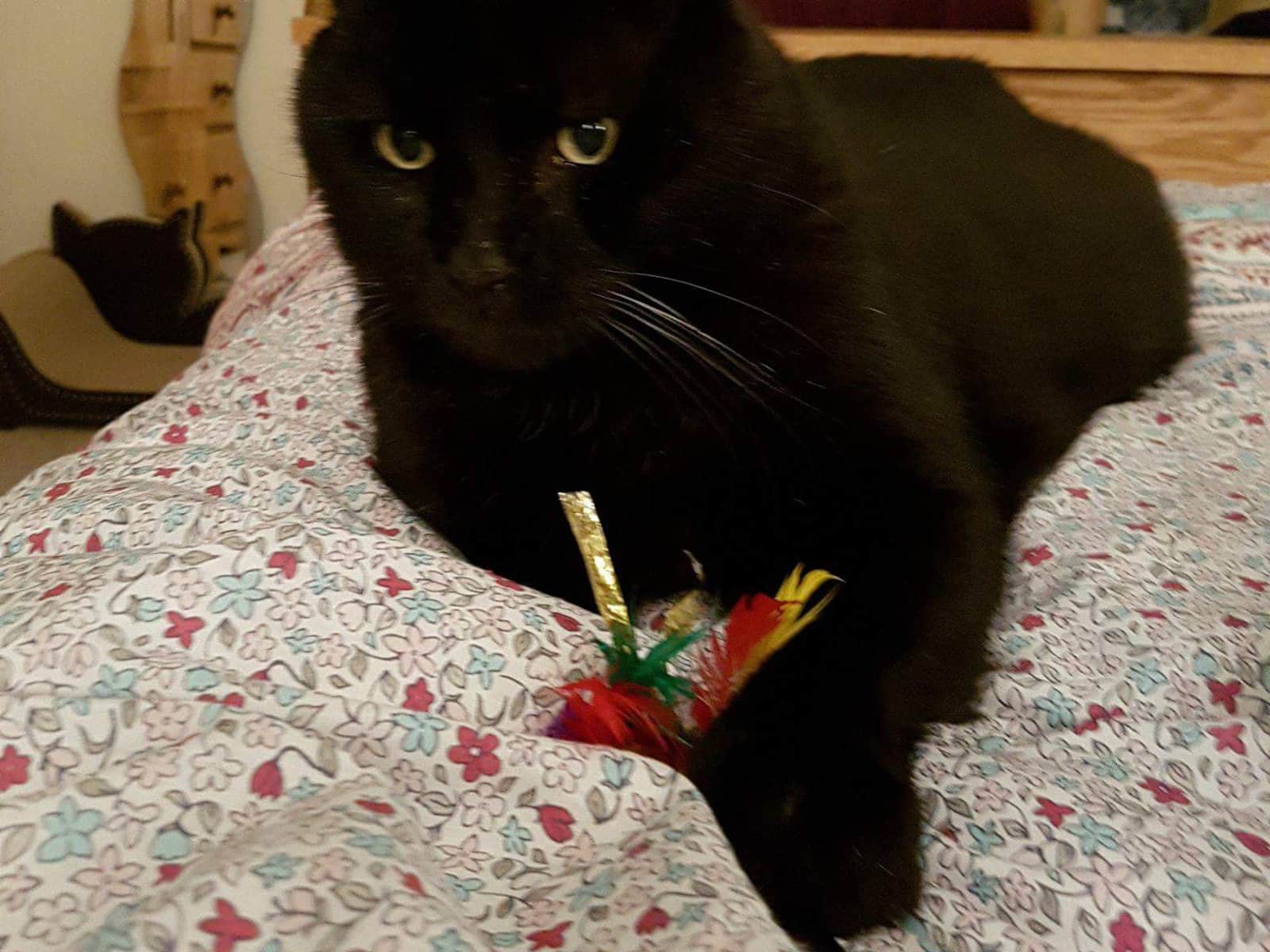 Housesitting assignment in City of London, United Kingdom