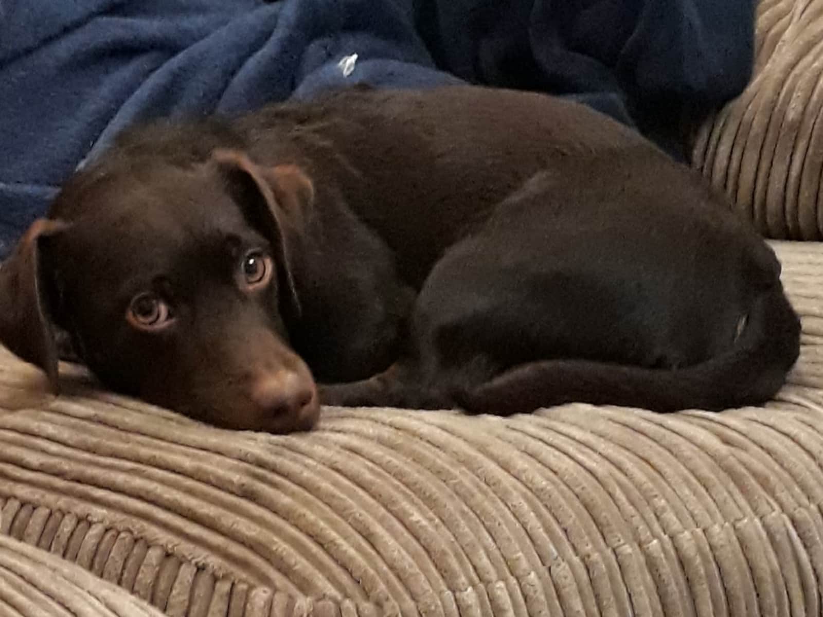 Housesitting assignment in Stowmarket, United Kingdom