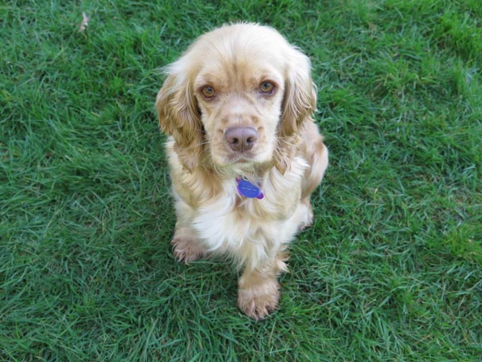 Housesitting assignment in North Vancouver, British Columbia, Canada