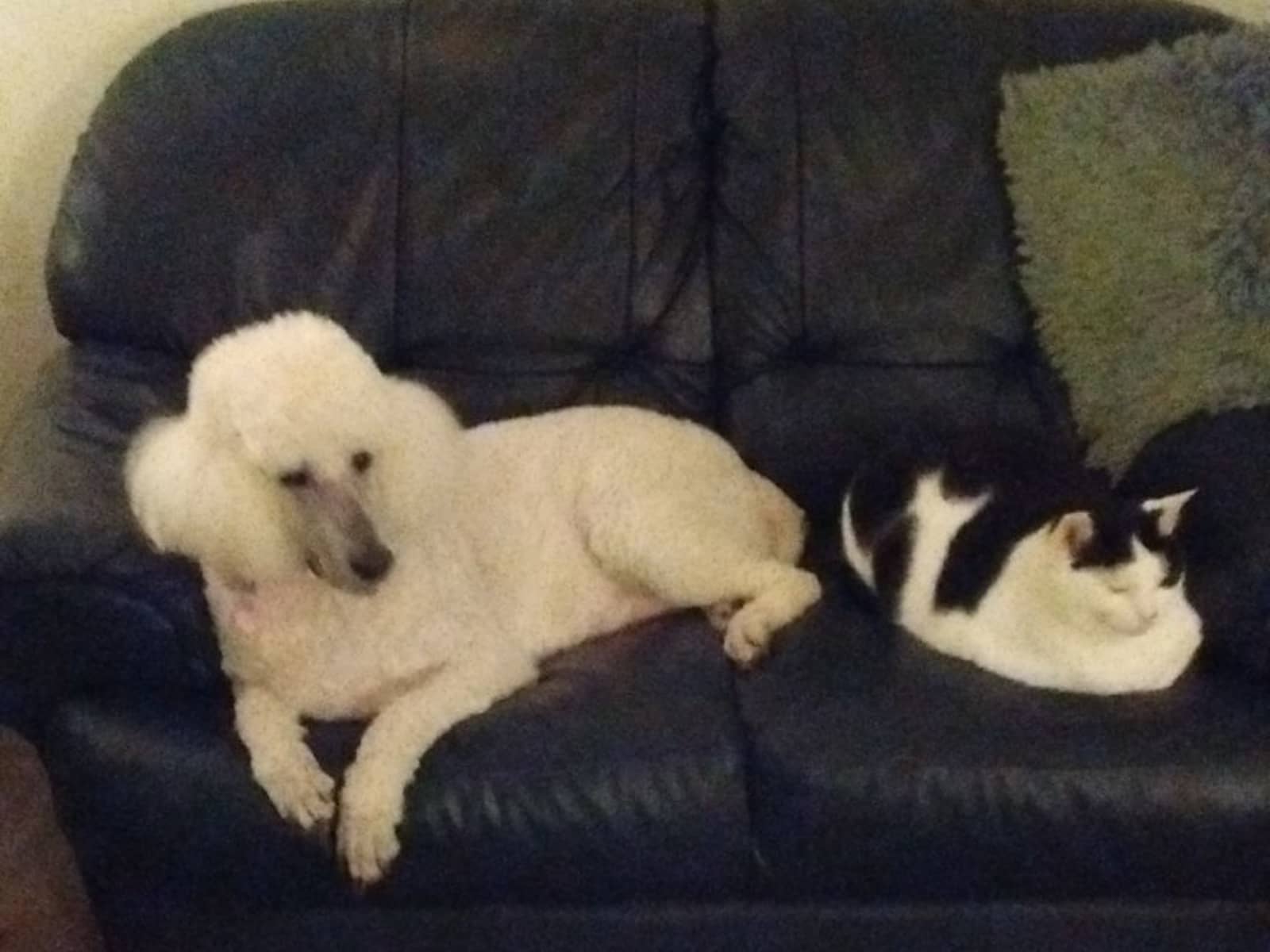 Housesitting assignment in Wisbech, United Kingdom
