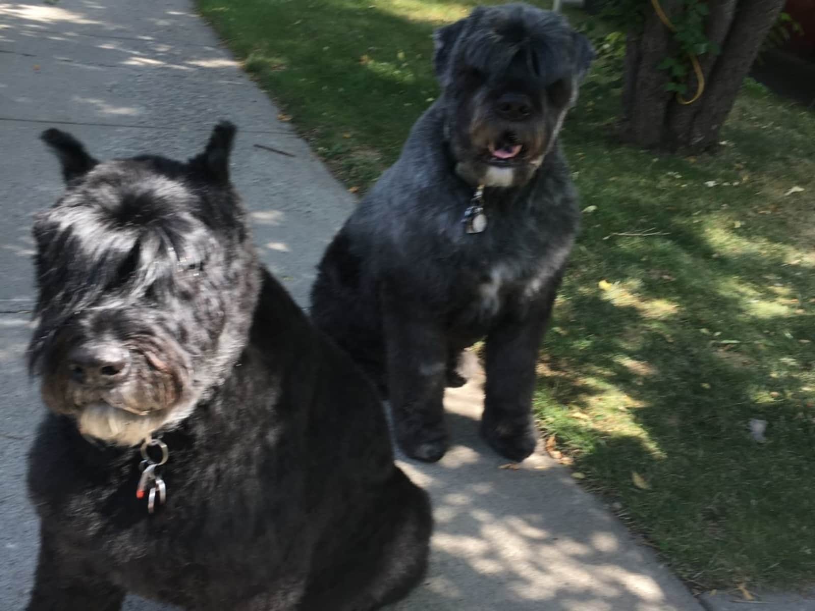 Housesitting assignment in Calgary, Alberta, Canada