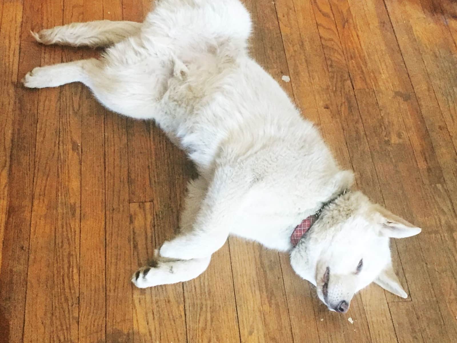 Housesitting assignment in Toronto, Ontario, Canada