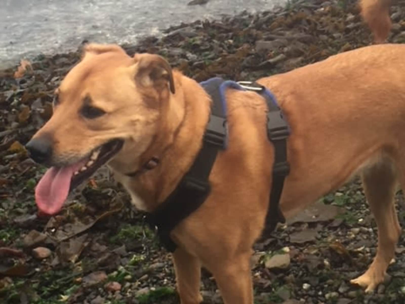 Housesitting assignment in Shawnigan Lake, British Columbia, Canada