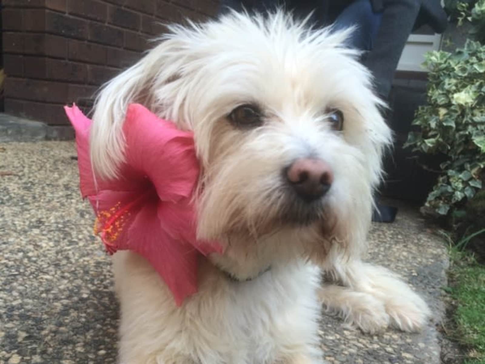 Housesitting assignment in East Tamworth, New South Wales, Australia