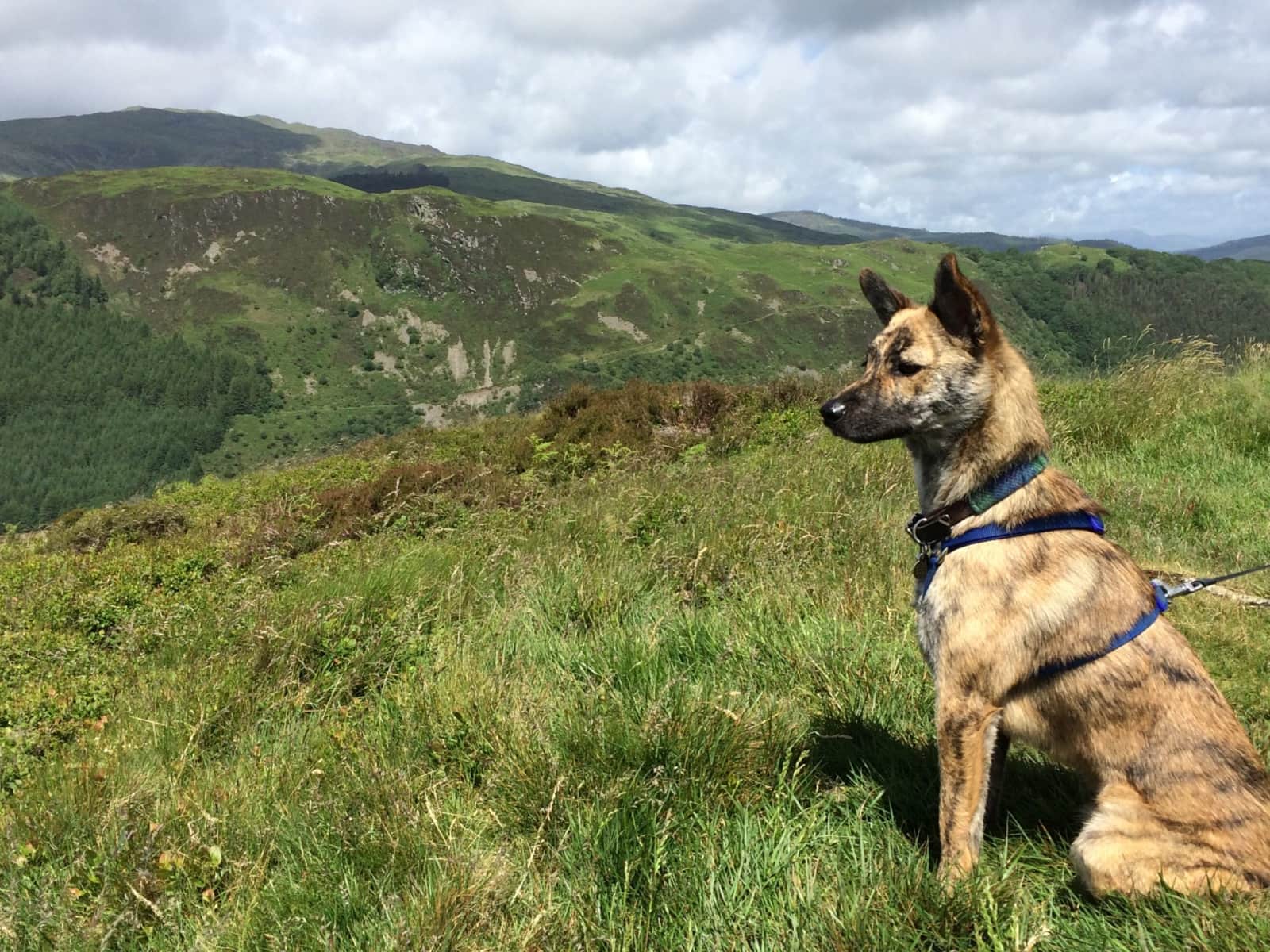 Housesitting assignment in Stanton Drew, United Kingdom