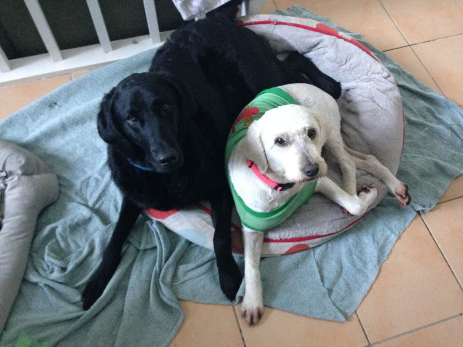 Eloise & Liam from Newcastle, New South Wales, Australia