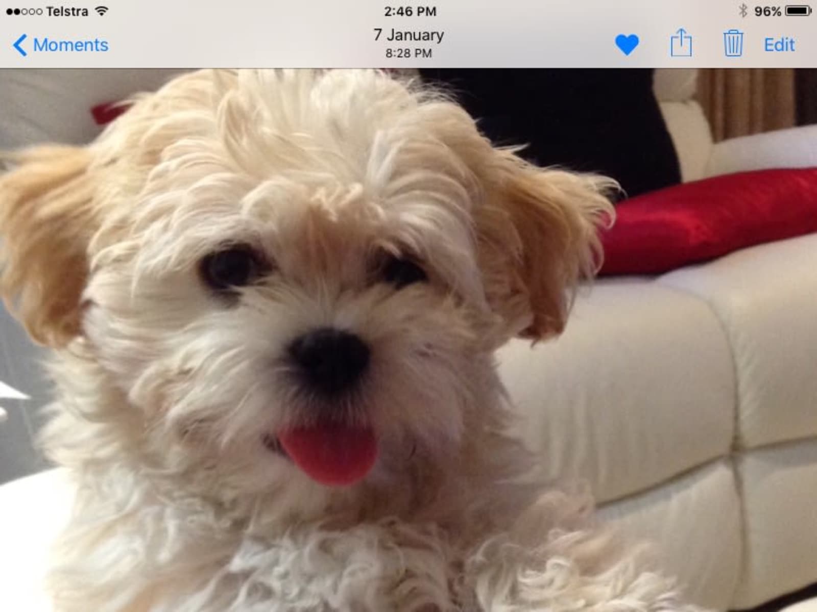 Housesitting assignment in Magill, South Australia, Australia