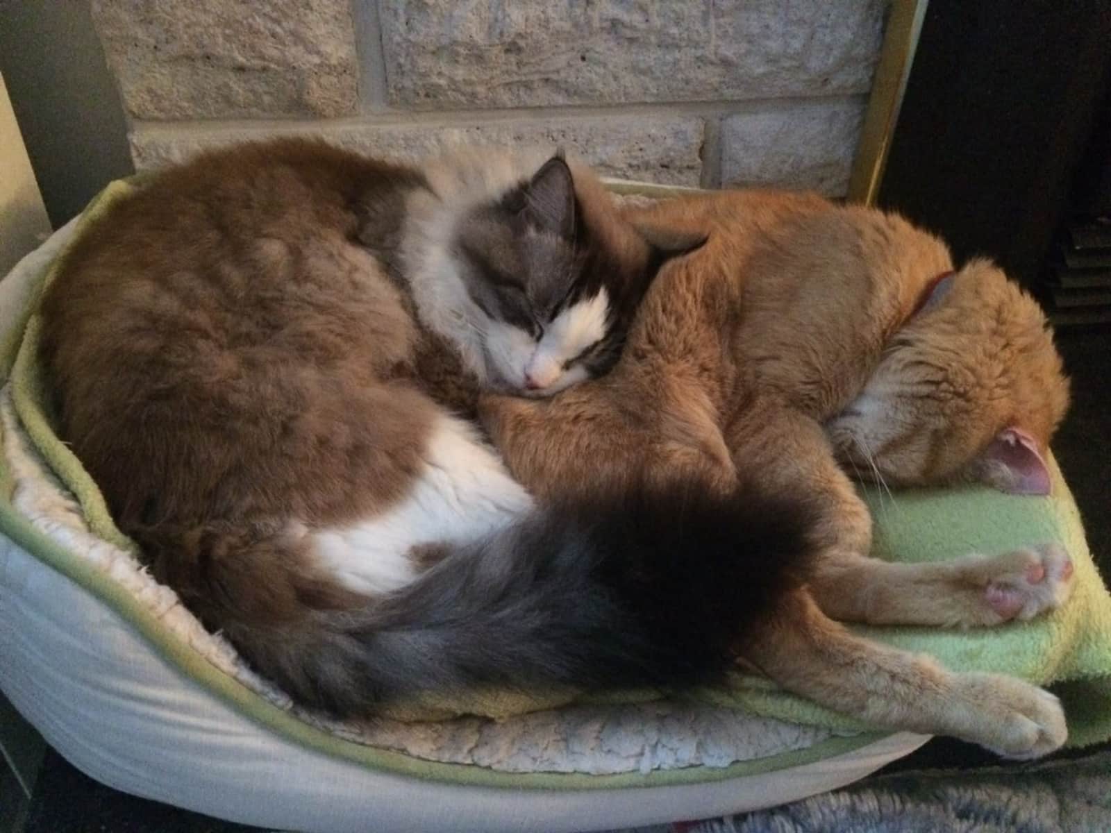 Housesitting assignment in North Vancouver, British Columbia, Canada
