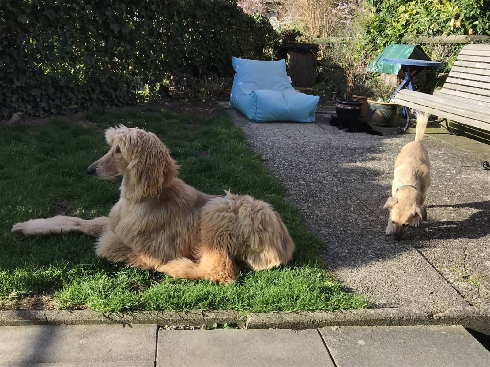 Housesitting assignment in Flaach, Switzerland