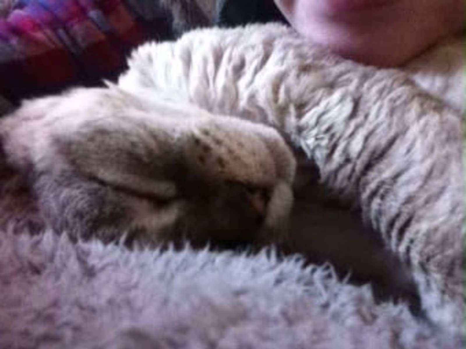 Bj & Derrin from Melbourne, Victoria, Australia
