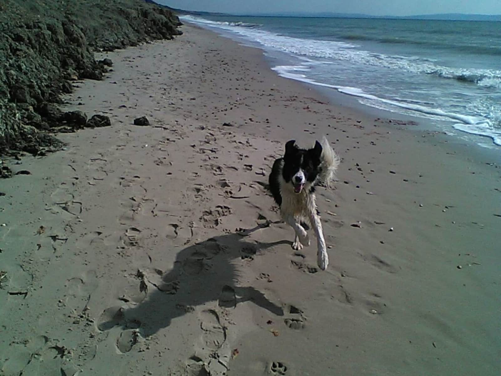 Housesitting assignment in Christchurch, United Kingdom