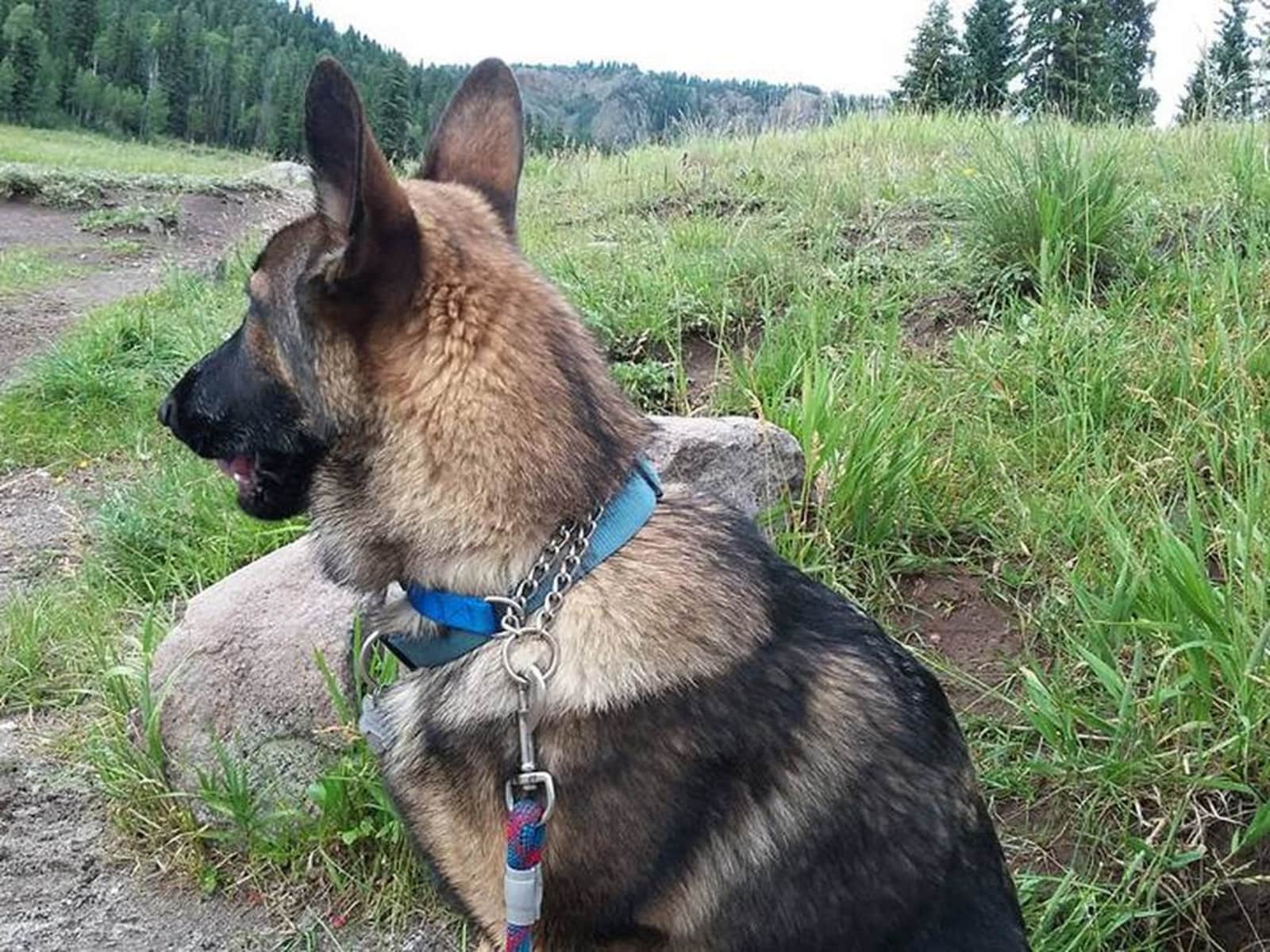 Housesitting assignment in Colorado Springs, Colorado, United States