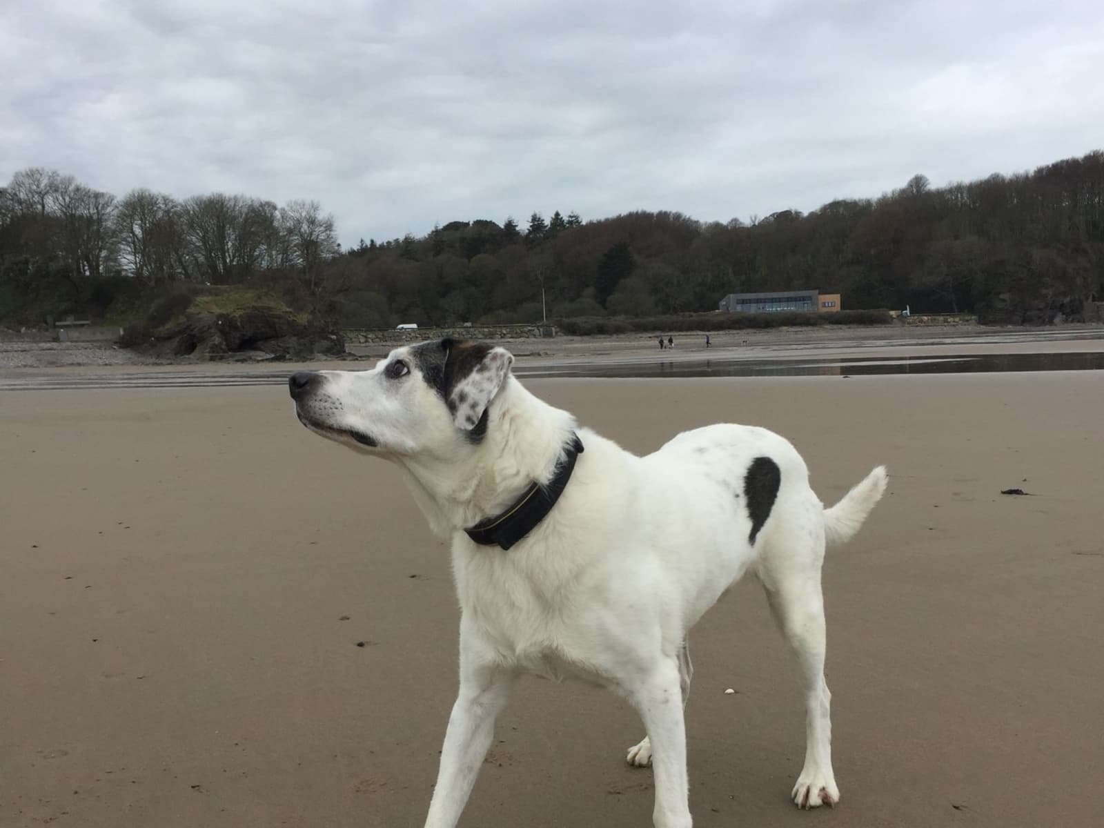 Housesitting assignment in Aldermaston, United Kingdom