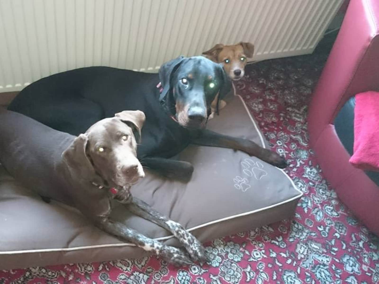 Housesitting assignment in Pitsea, United Kingdom