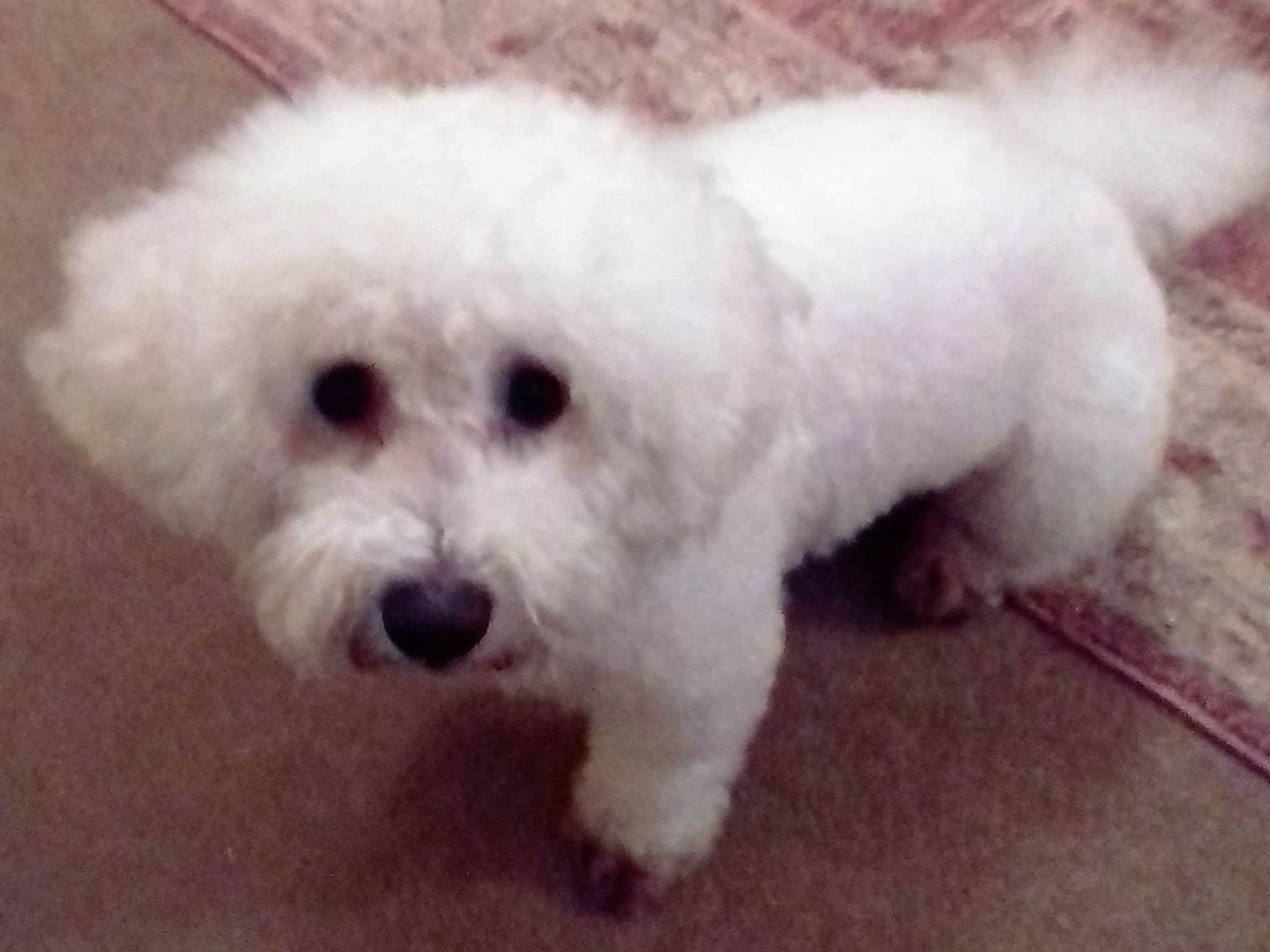 Housesitting assignment in Blackpool, United Kingdom