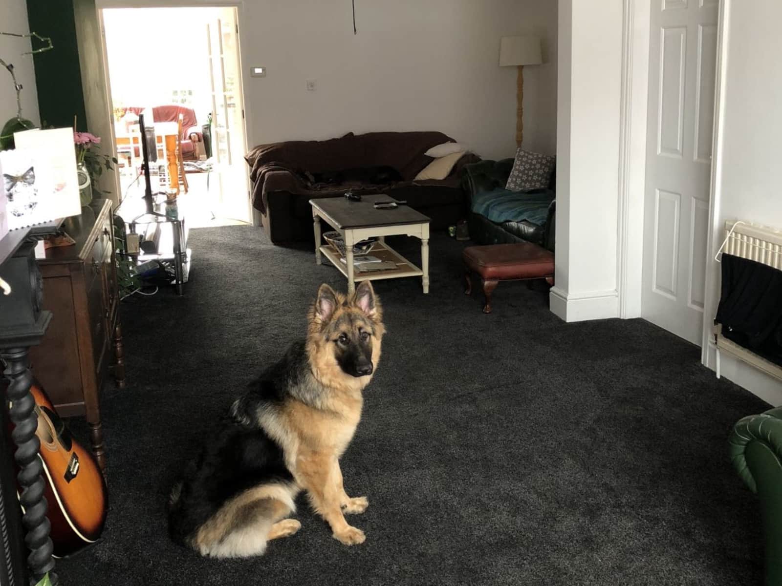 Housesitting assignment in Atherstone, United Kingdom