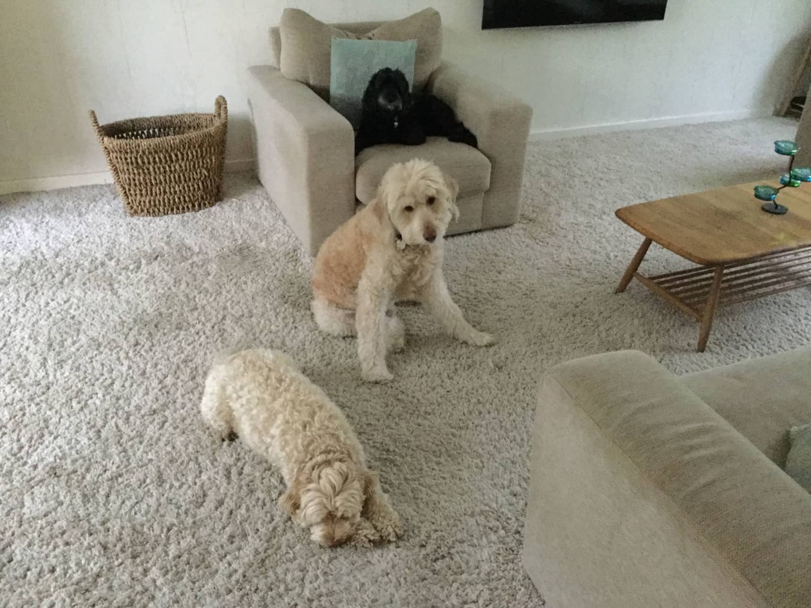Housesitting assignment in Liverpool, United Kingdom