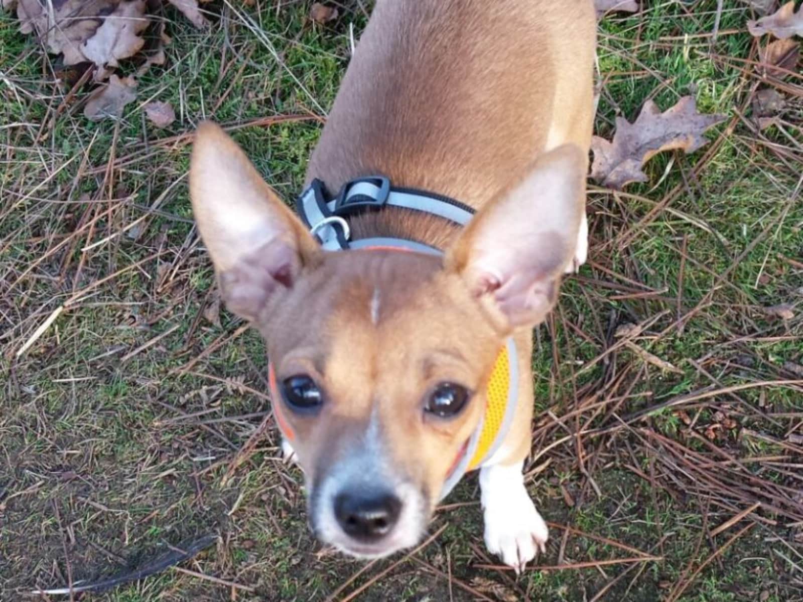 Housesitting assignment in Cobham, United Kingdom
