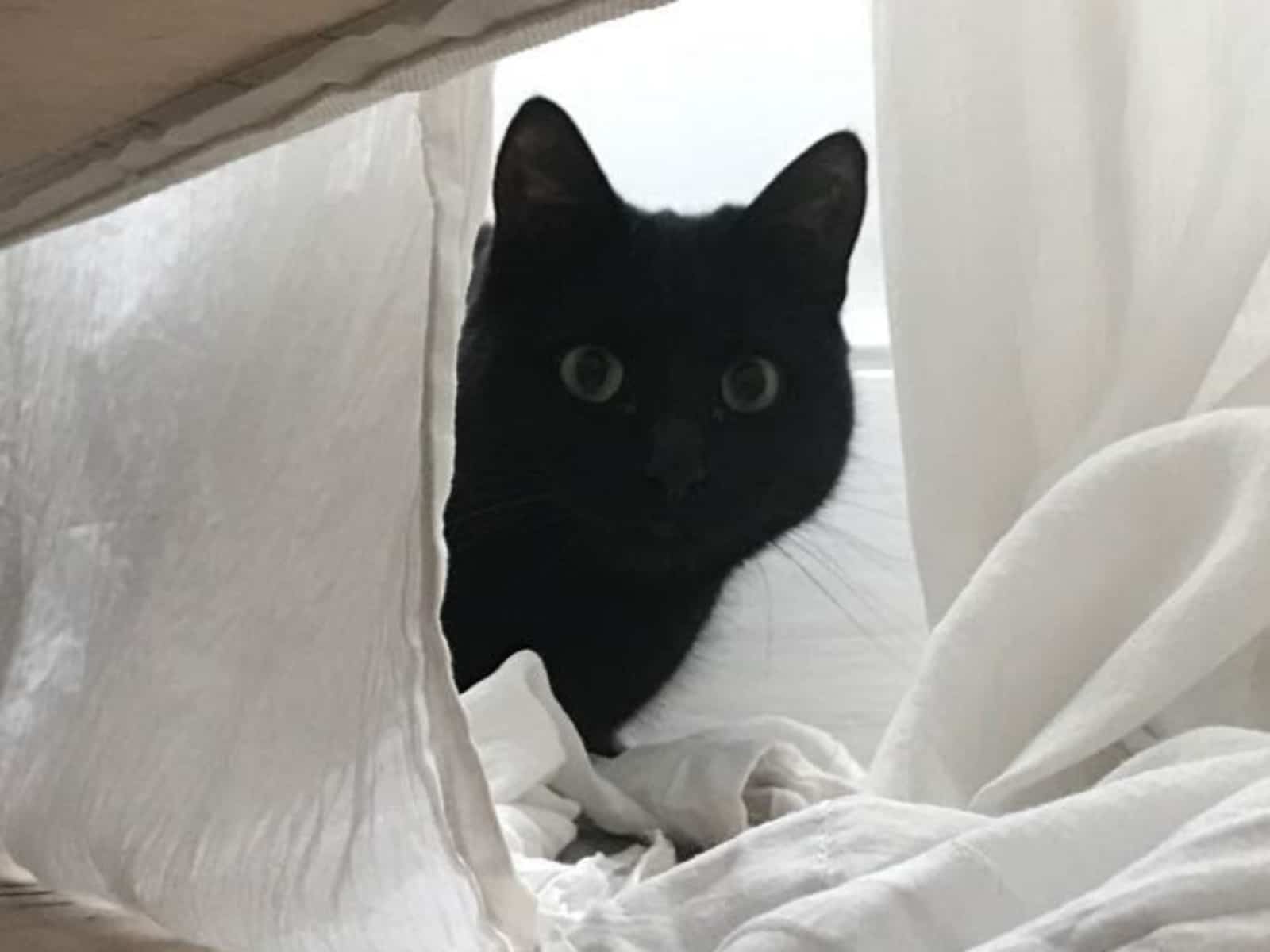 Housesitting assignment in London, United Kingdom