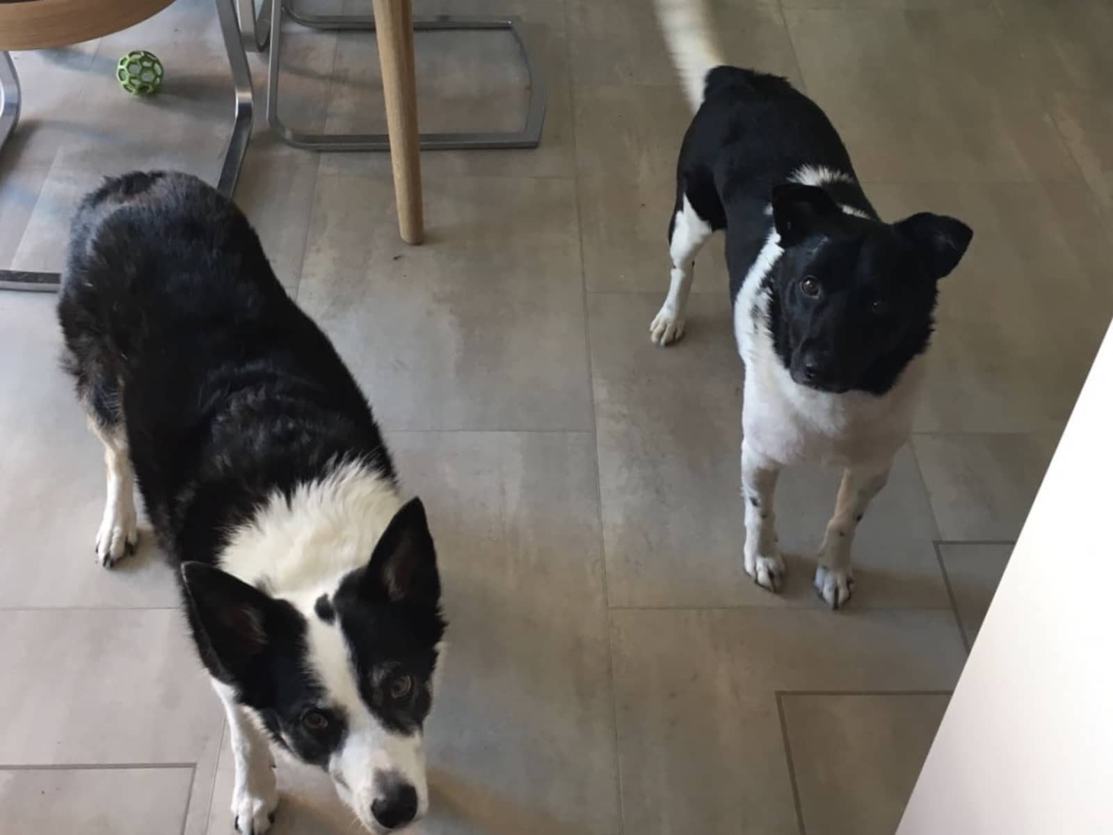 Housesitting assignment in Ferndown, United Kingdom