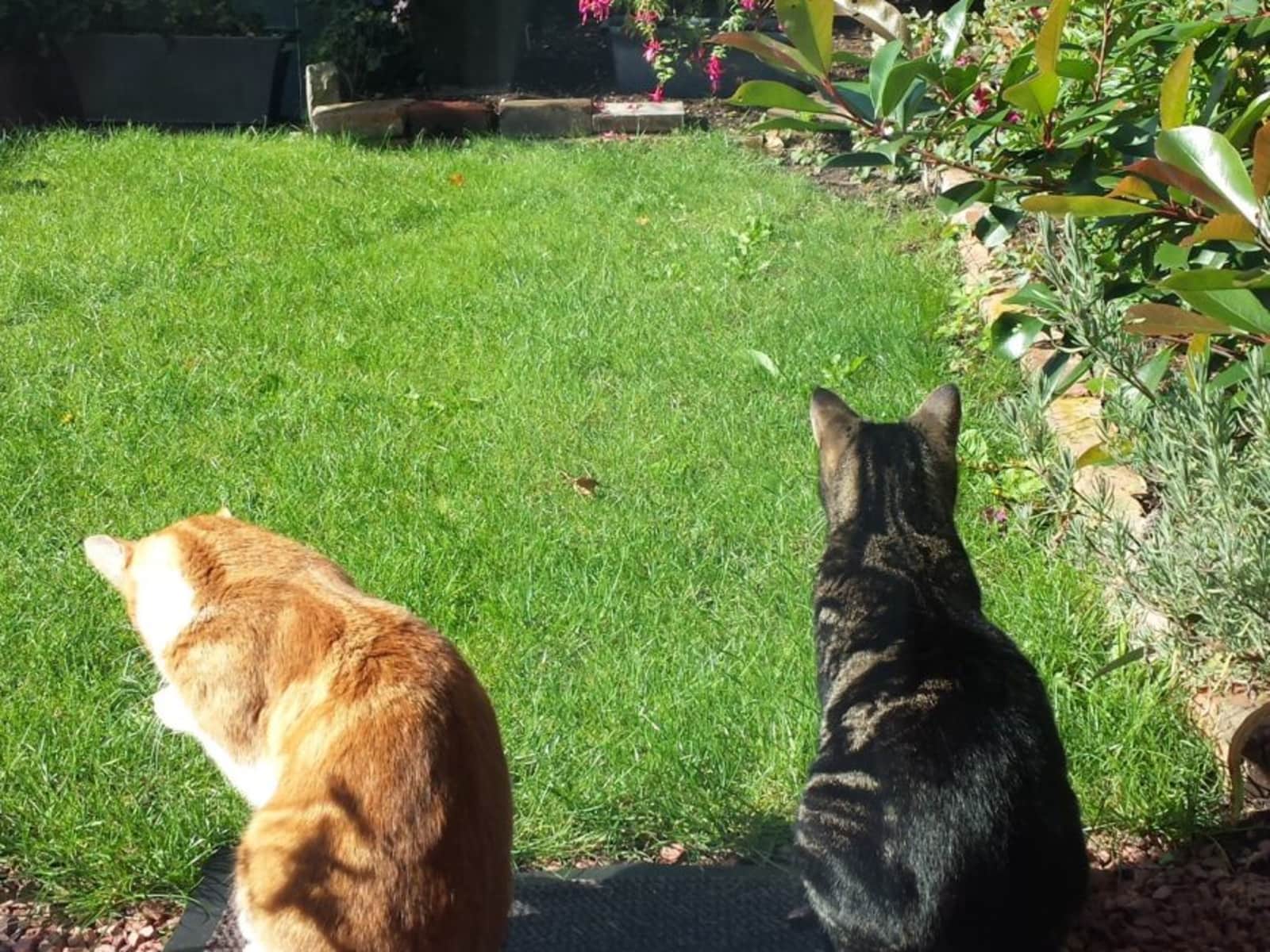 Housesitting assignment in Bath, United Kingdom