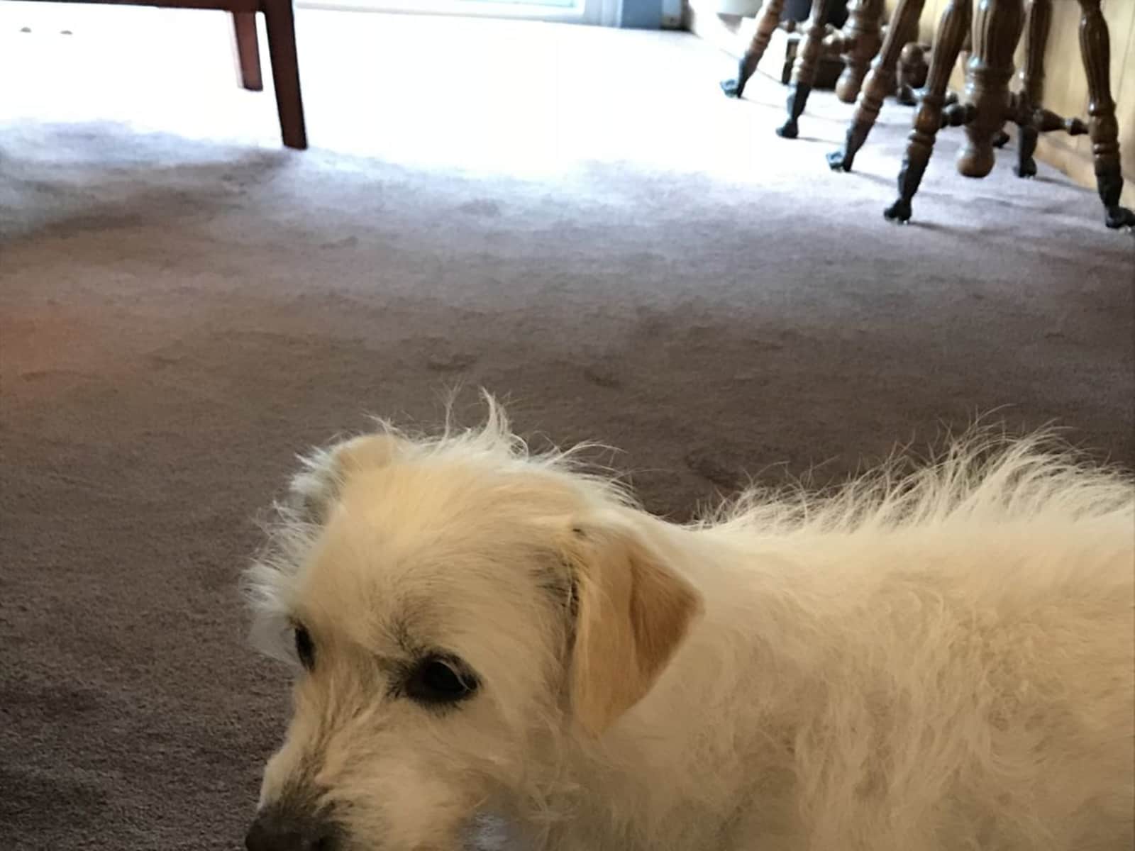 Housesitting assignment in Bonita, California, United States