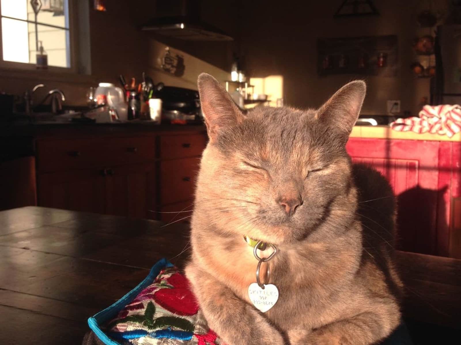 Housesitting assignment in Homer, Alaska, United States