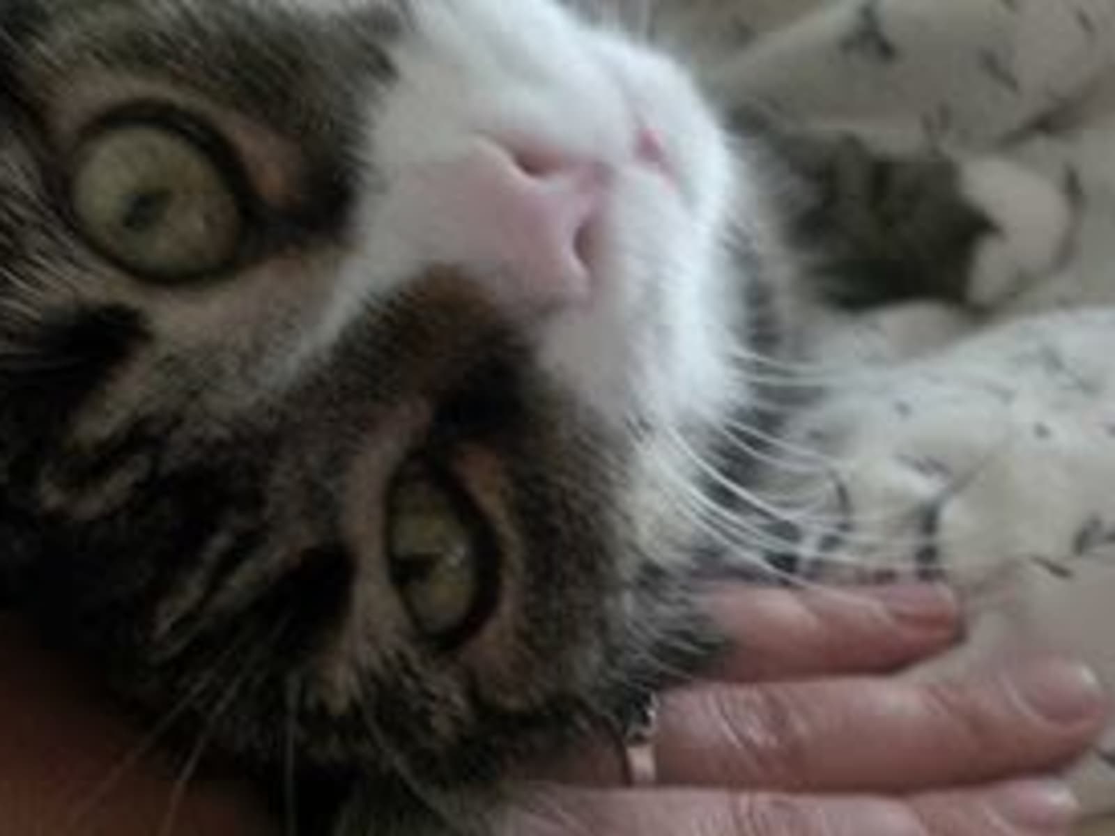 Housesitting assignment in Edmonton, Alberta, Canada