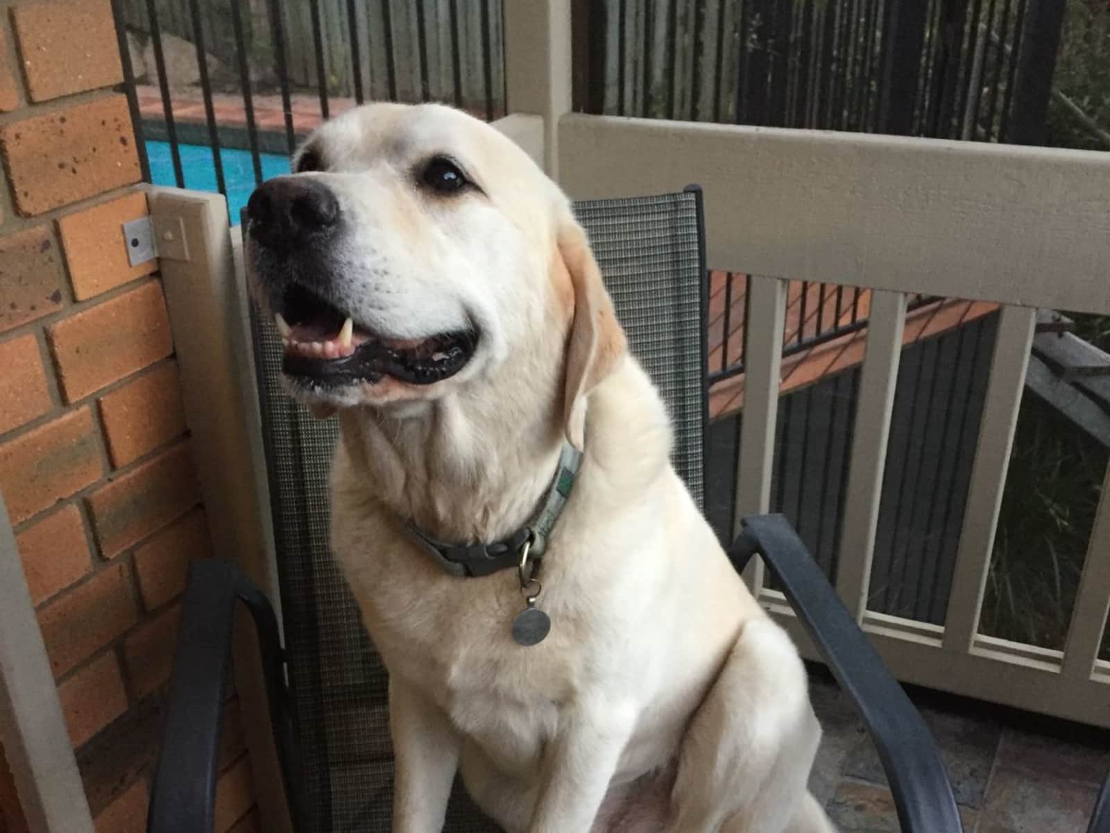 Housesitting assignment in Brisbane, Queensland, Australia