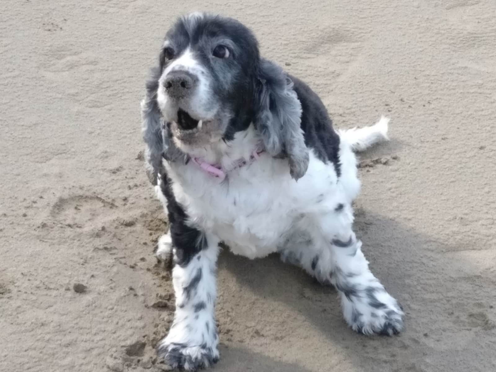 Housesitting assignment in Haverfordwest, United Kingdom