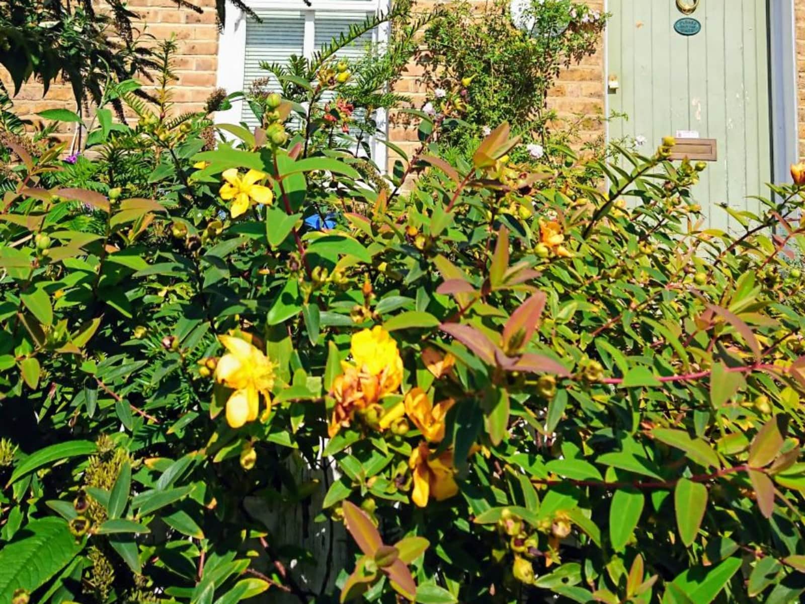 Housesitting assignment in Walton-on-Thames, United Kingdom