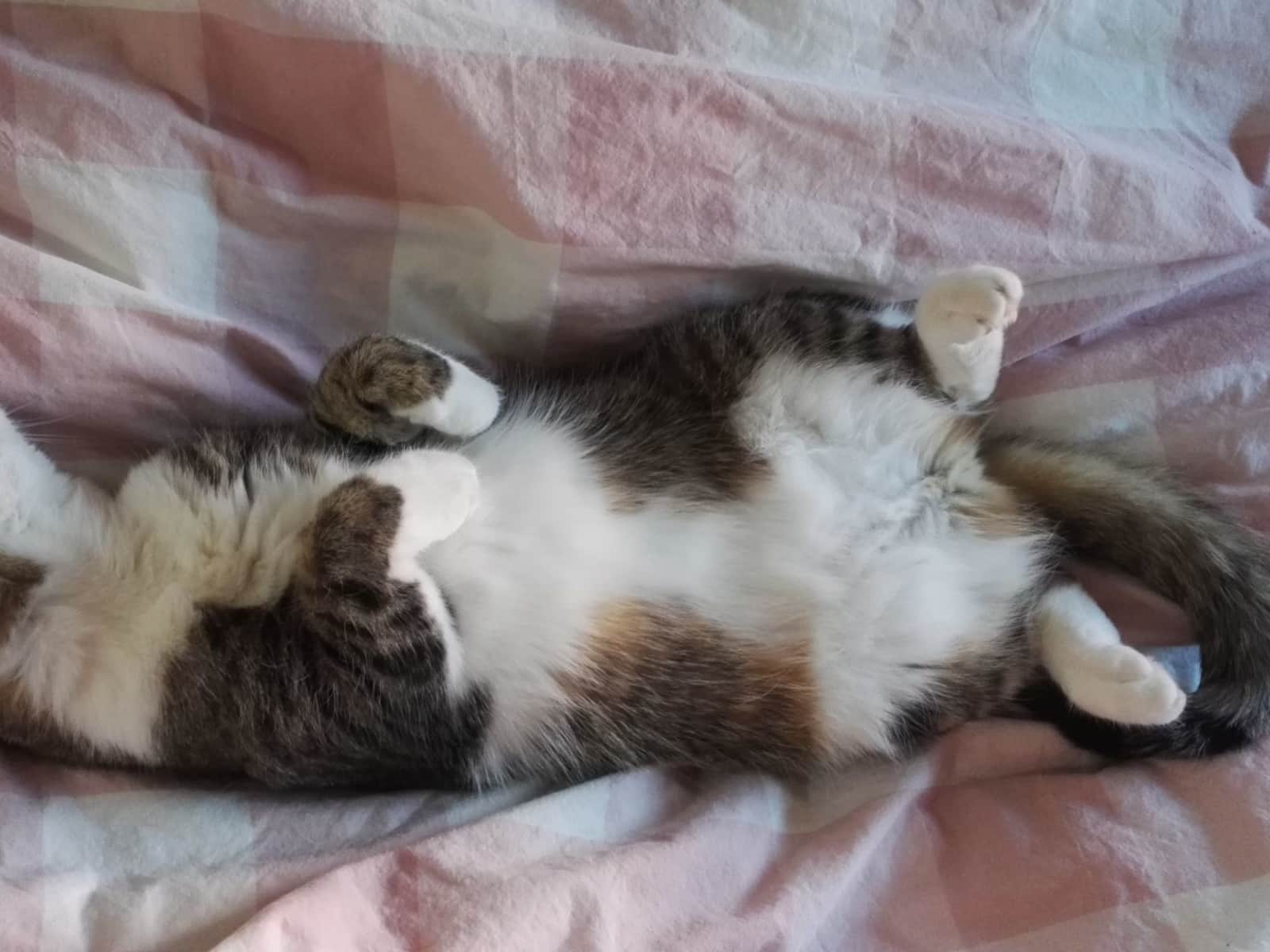 Housesitting assignment in Brussels, Belgium