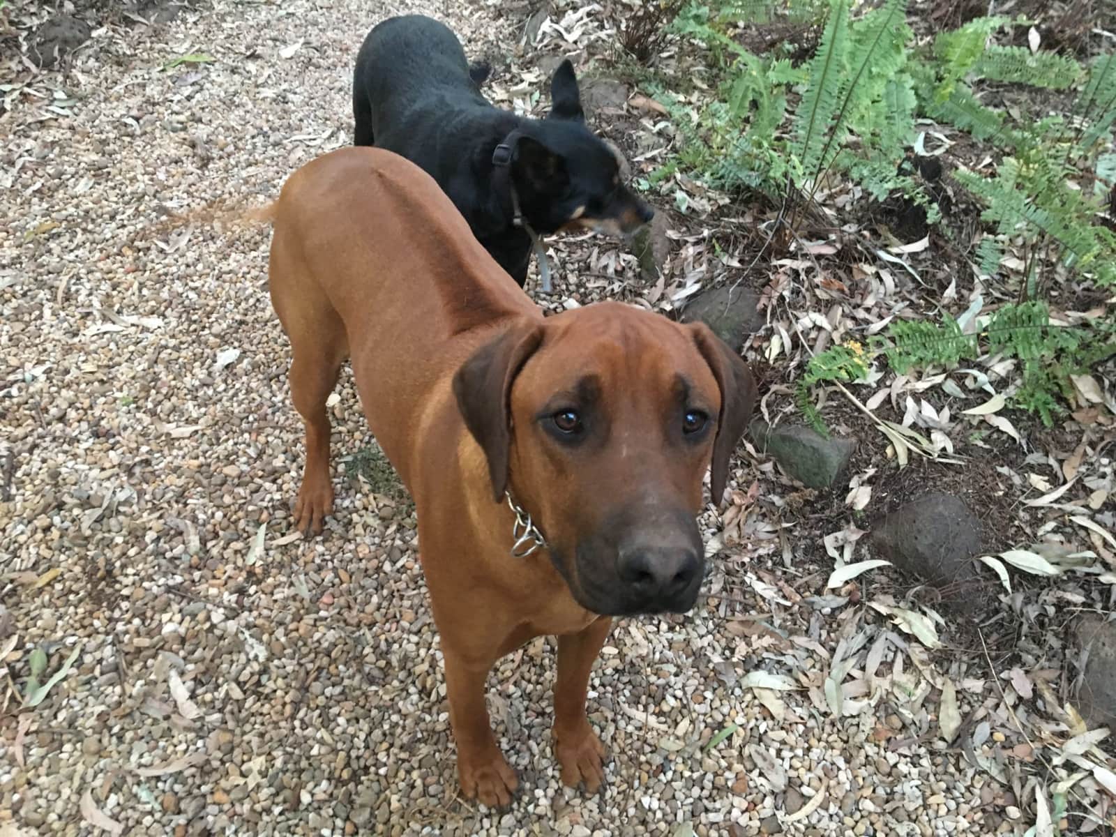 Housesitting assignment in Highfields, Queensland, Australia