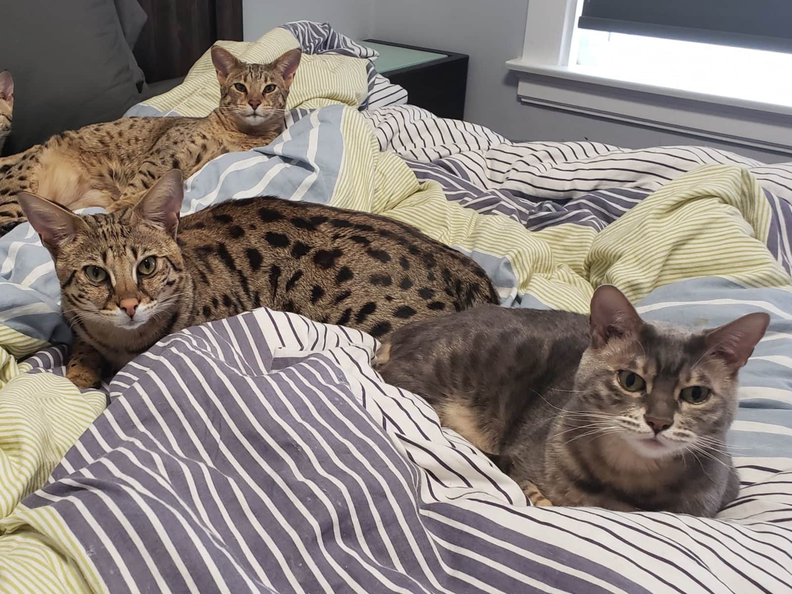 Housesitting assignment in San Francisco, California, United States