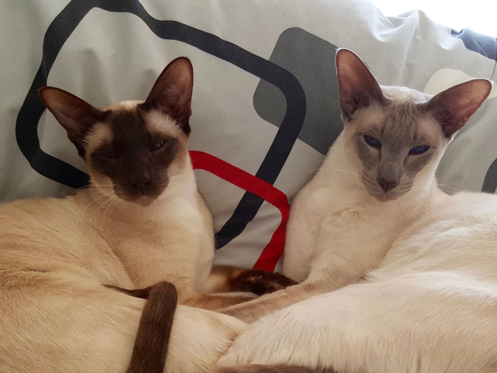 Housesitting assignment in Frankston South, Victoria, Australia