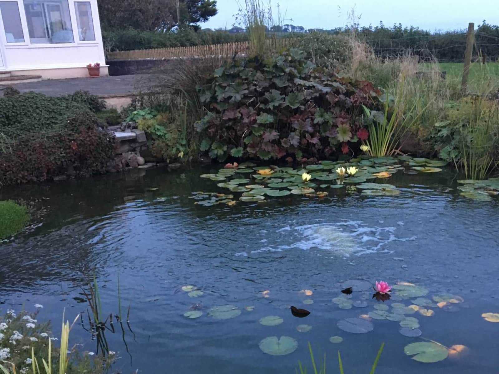 Housesitting assignment in Carmarthen, United Kingdom