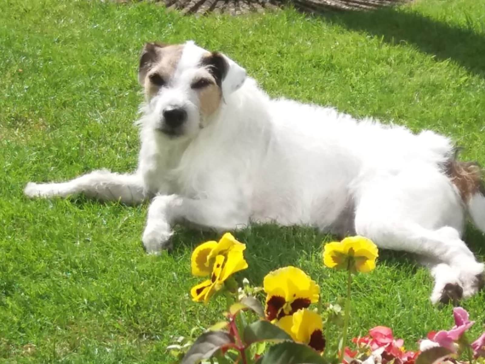 Housesitting assignment in Wells, United Kingdom