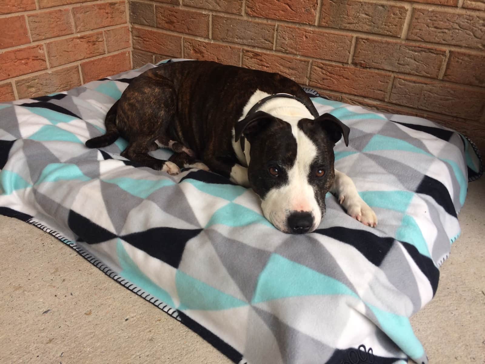 Housesitting assignment in Wodonga, Victoria, Australia