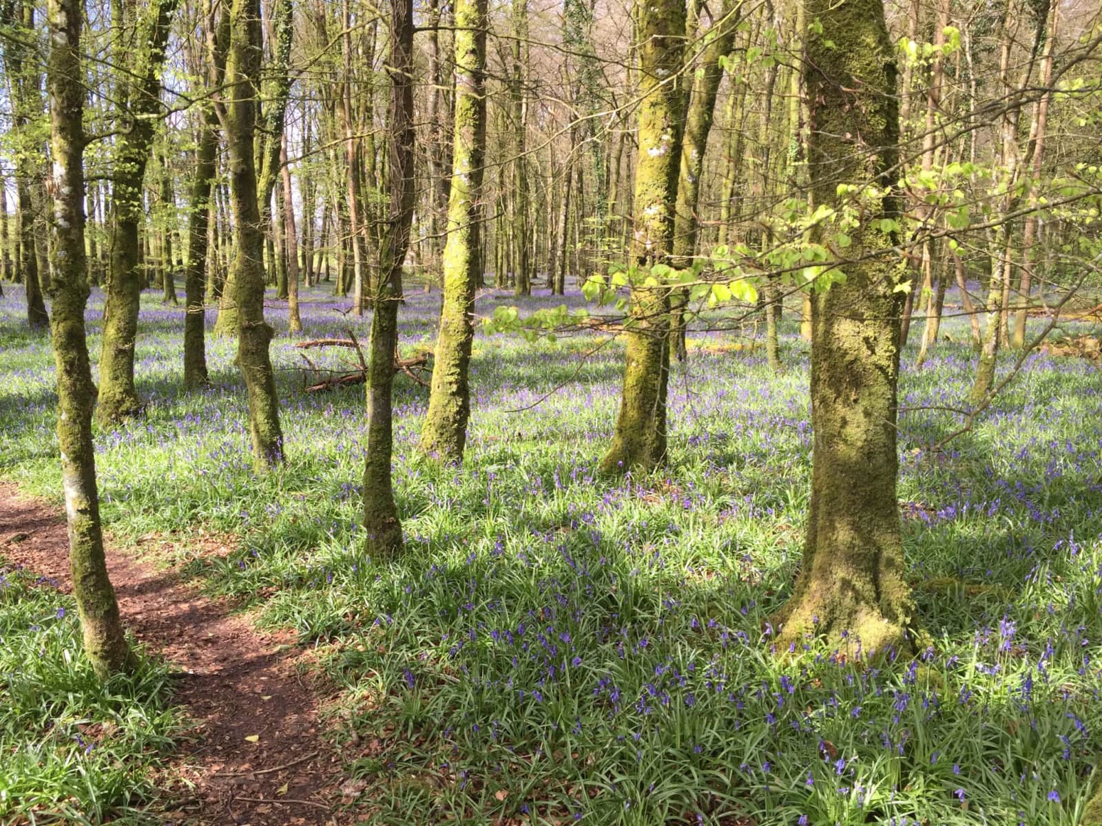 Housesitting assignment in Sligo, Ireland