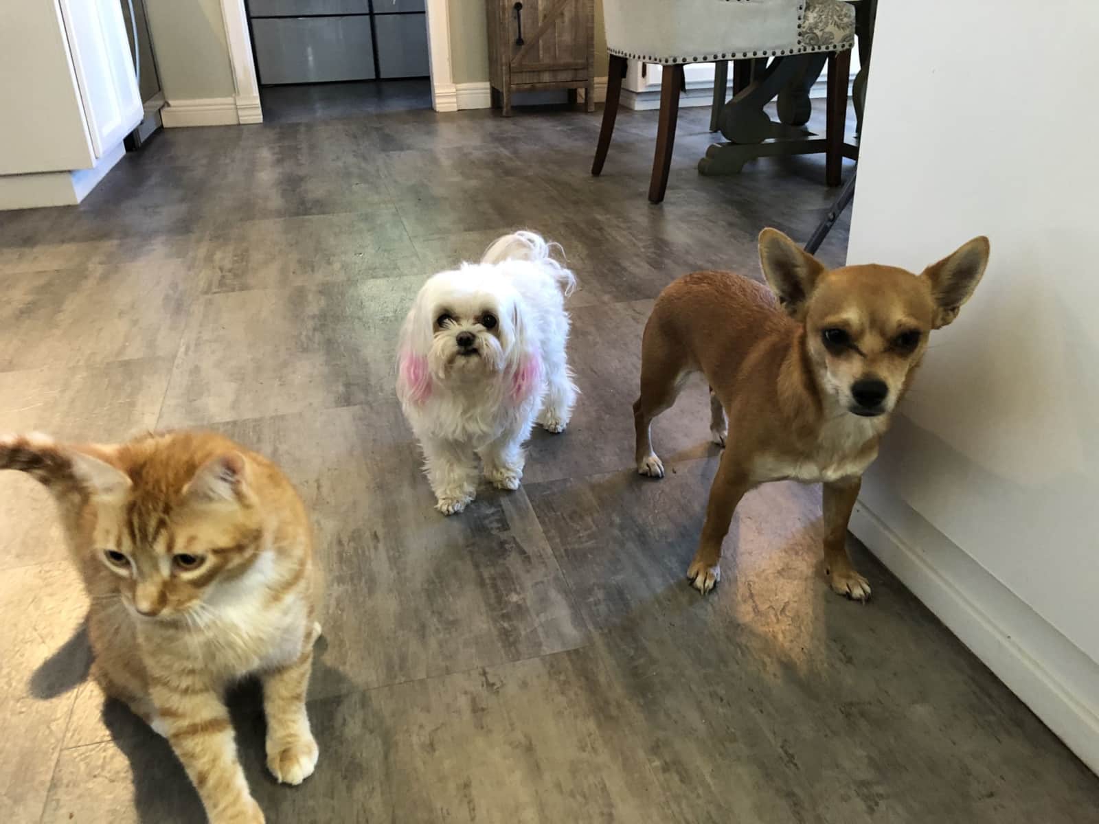 Housesitting assignment in Auburn, California, United States