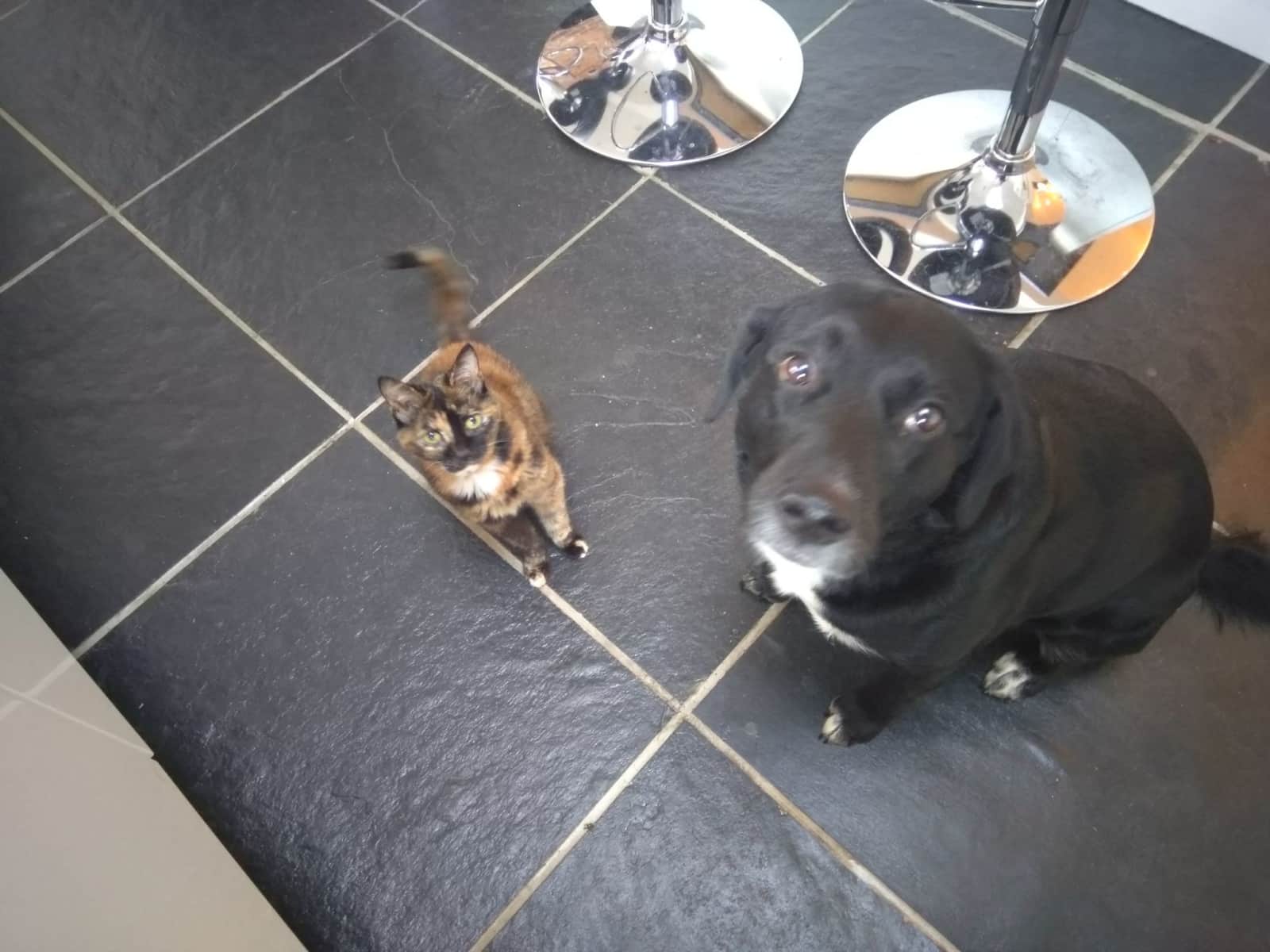 Housesitting assignment in Church Gresley, United Kingdom
